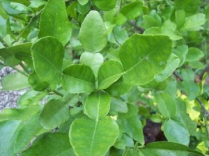 Combava leaves (also known as Kaffir Lime or Makhrut Lime)