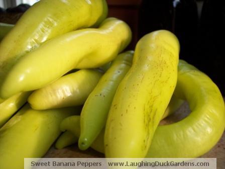 Yellow Banana Peppers