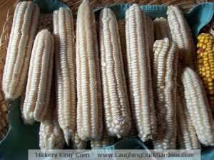 Dry ears of hickory king corn
