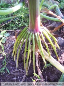 Hickory King Corn sends extra roots down
