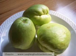 chayote-on-plate