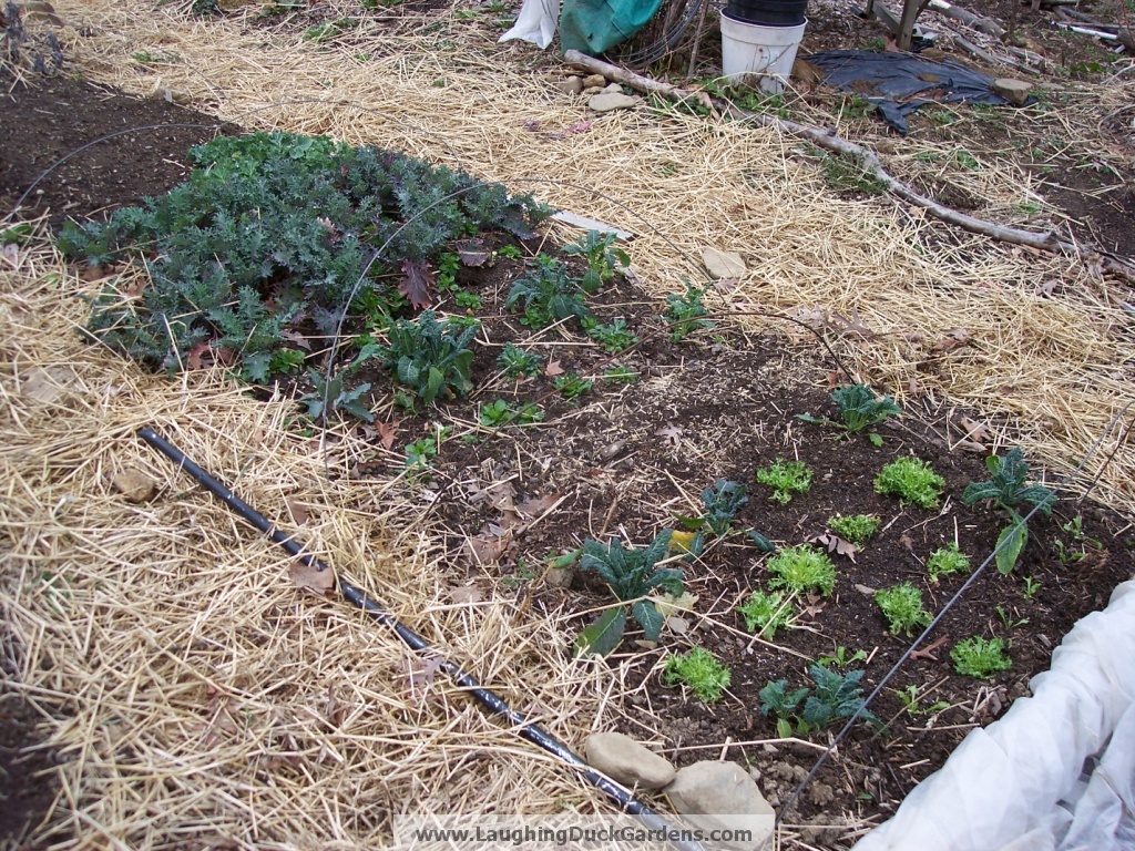 kale-bed-mid-march1
