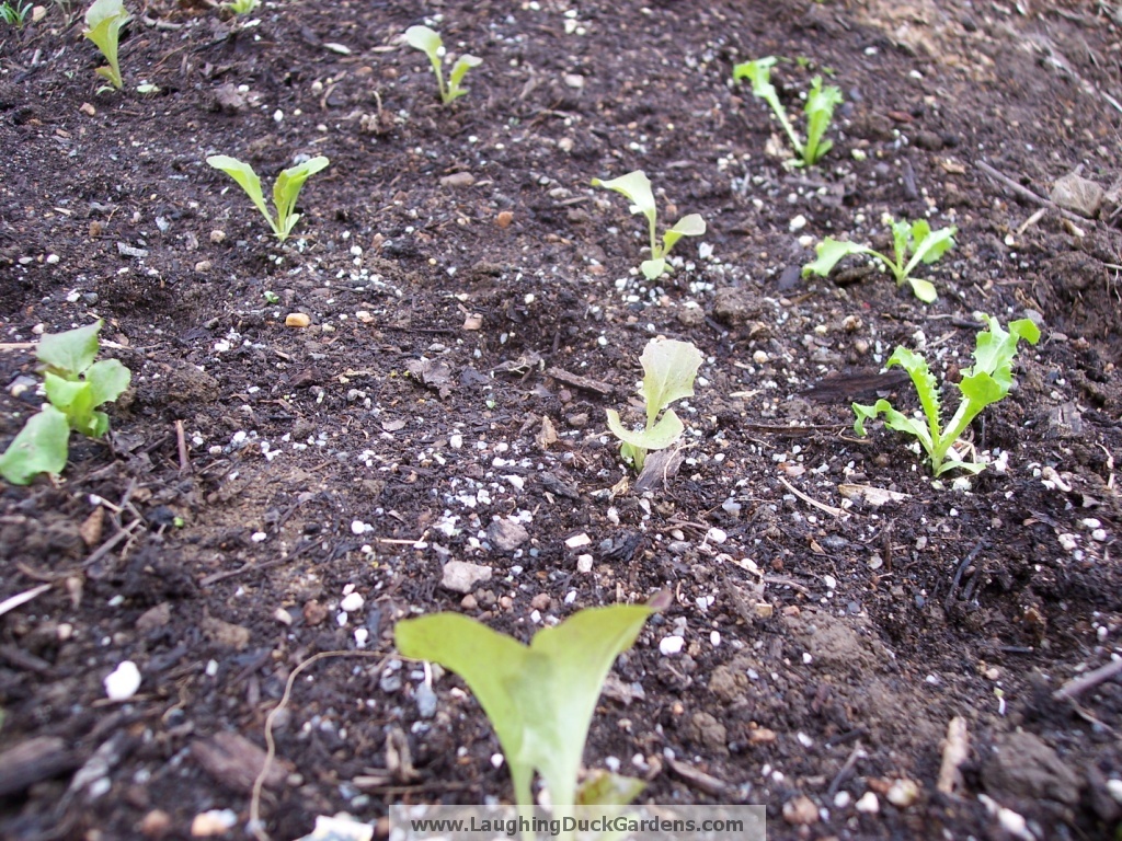 lettuce-seedling-mid-march-out