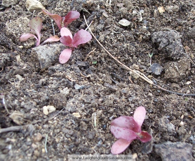 tranplanting-lettuce-2009-04-270
