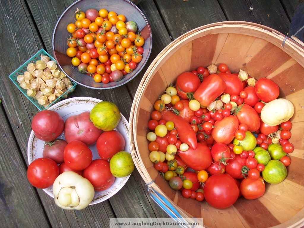 tomato-harvest1