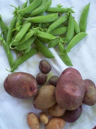 potatoes-peas-2011-05-153