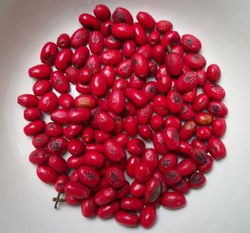 lindera benzoin berries (spicebush)