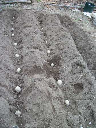 planting potato 02