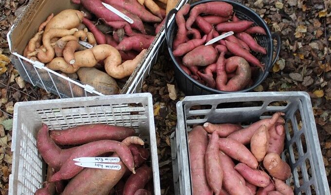 On Growing, Harvesting, and Curing Sweet Potatoes