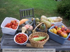 The Day\'s Harvest
