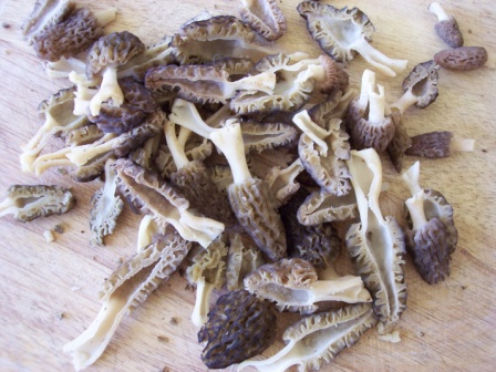 A Good Year For Morels
