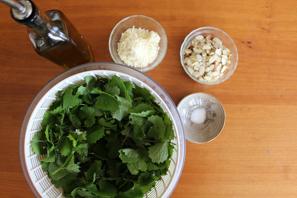 Eat the Invasives (Garlic Mustard) Laughing Duck Gardens & Cookery