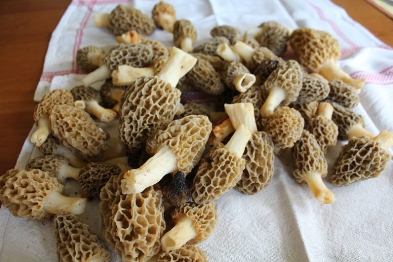A Way To Prepare Morels Laughing Duck Gardens & Cookery